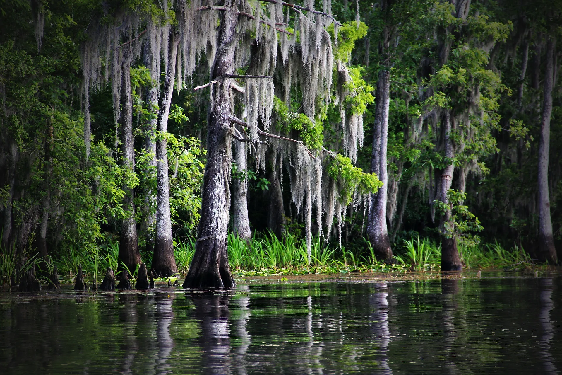 USA – Jazz bar e bayou