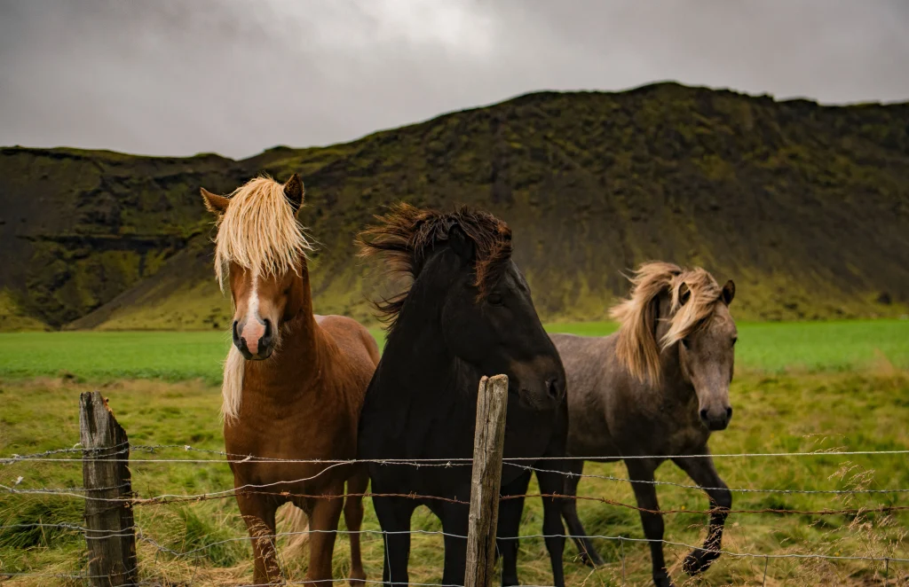 Islanda – Iceland Panorama