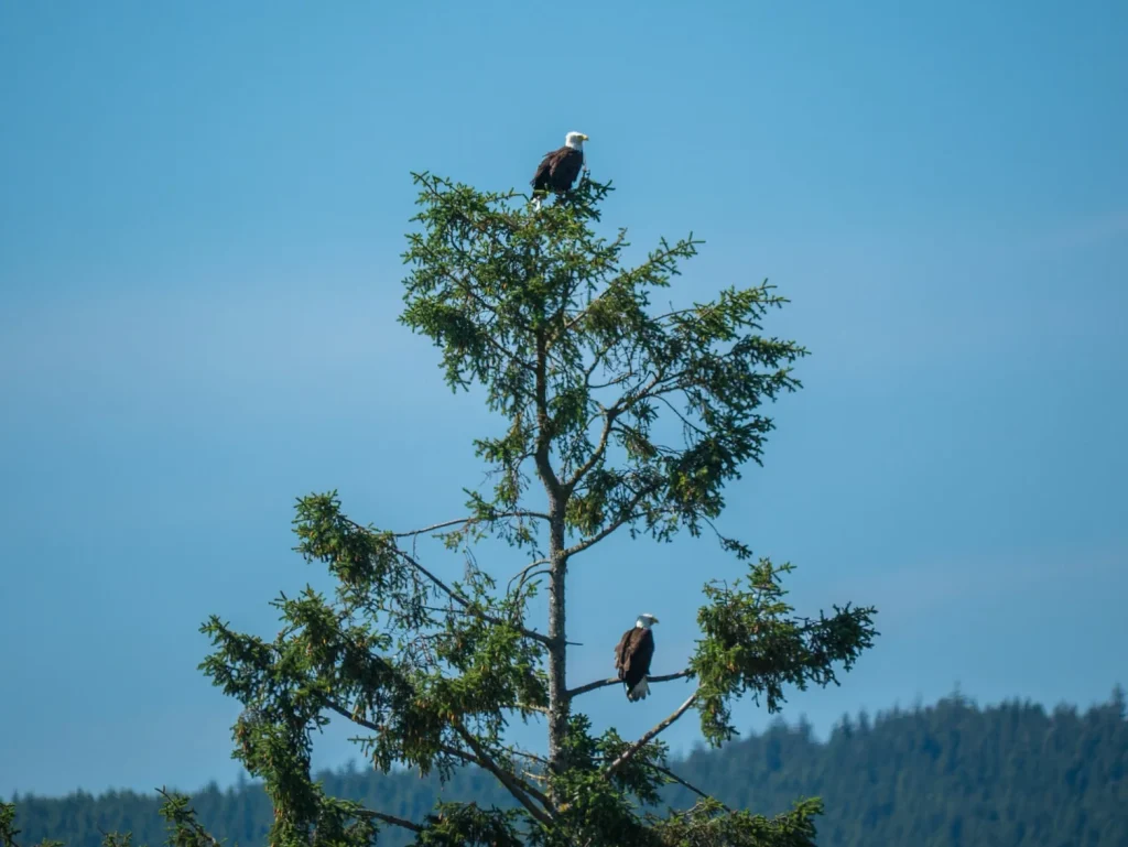 Canada - L'incredibile natura di Vancouver Island