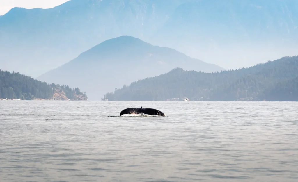 Canada - L'incredibile natura di Vancouver Island