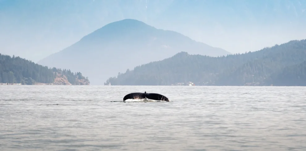 Canada - L'incredibile natura di Vancouver Island