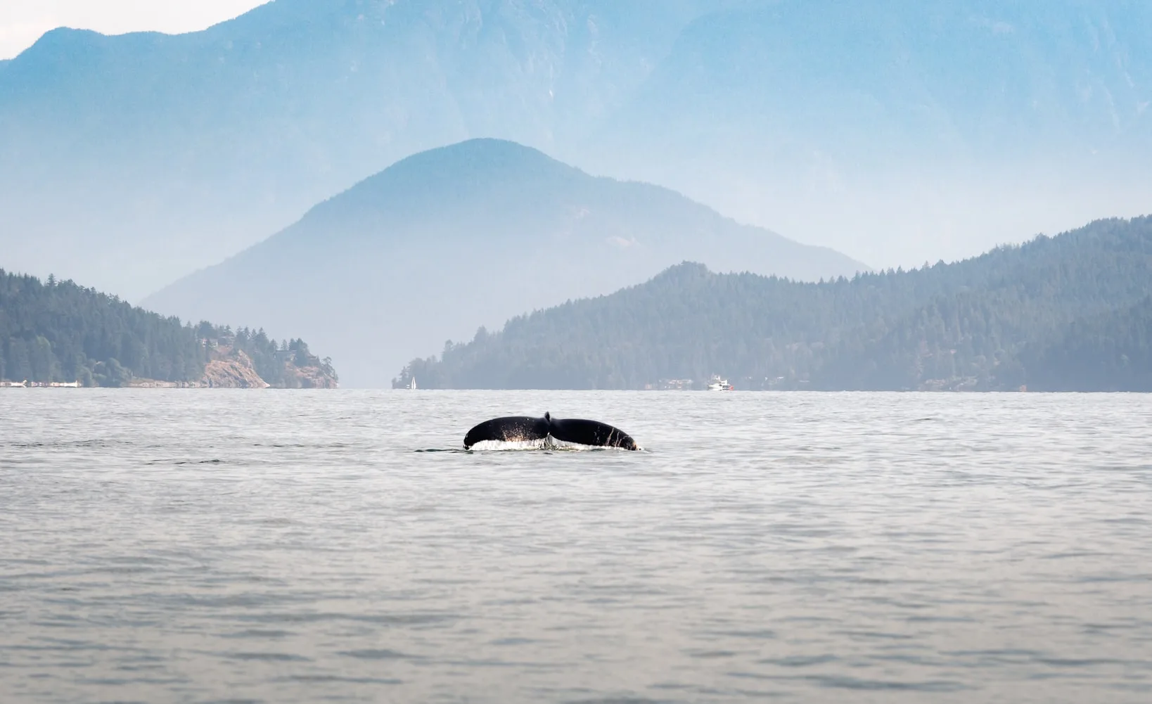 Canada - L'incredibile natura di Vancouver Island