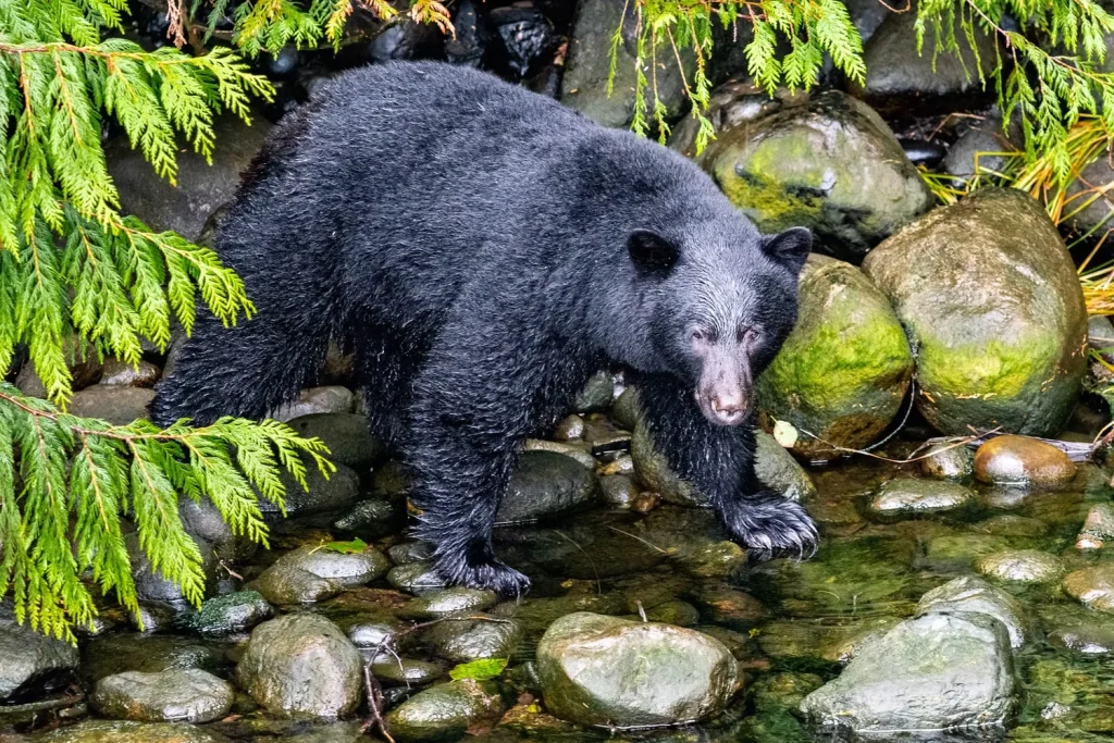 Canada - L'incredibile natura di Vancouver Island