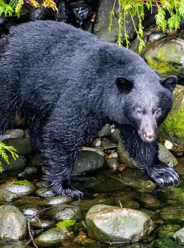 Canada - L'incredibile natura di Vancouver Island