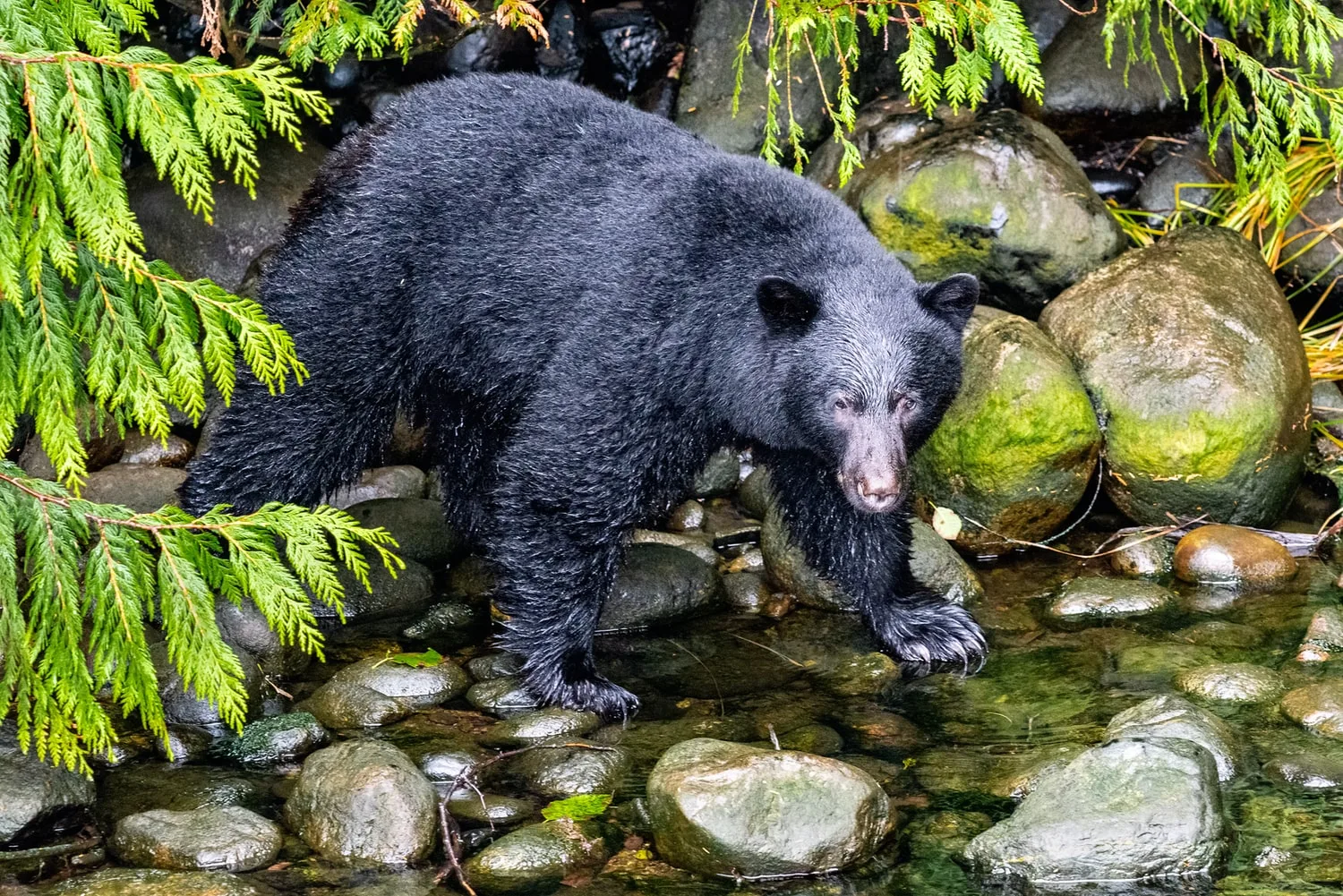 Canada - L'incredibile natura di Vancouver Island