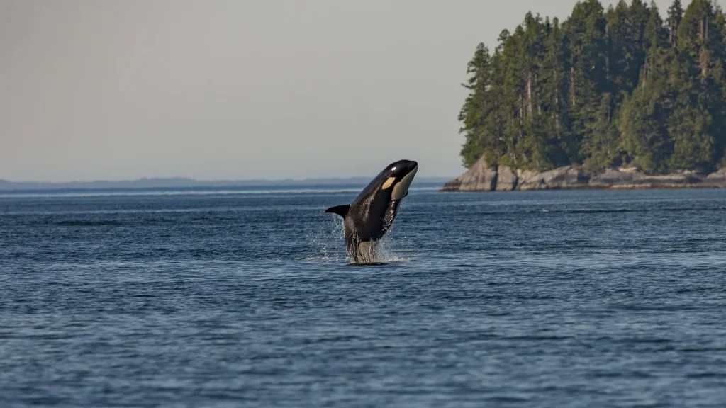 Canada - L'incredibile natura di Vancouver Island
