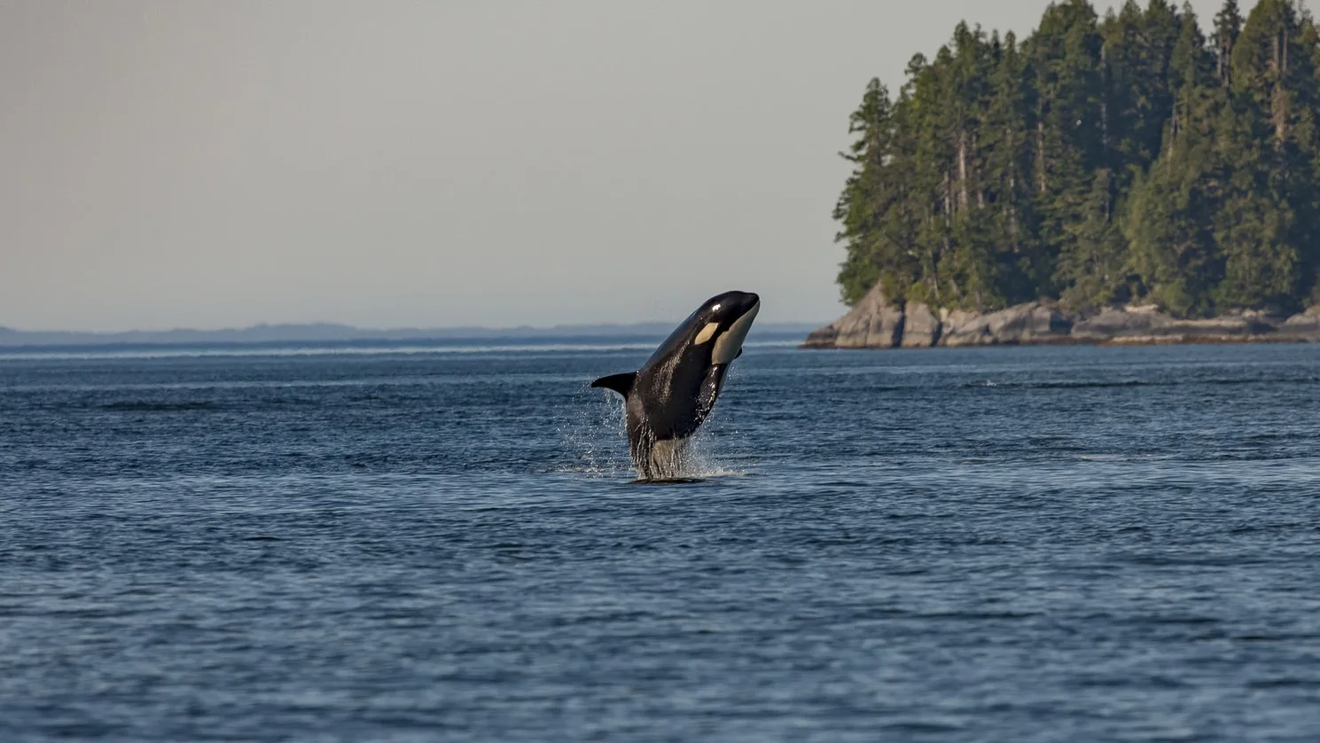 Canada - L'incredibile natura di Vancouver Island