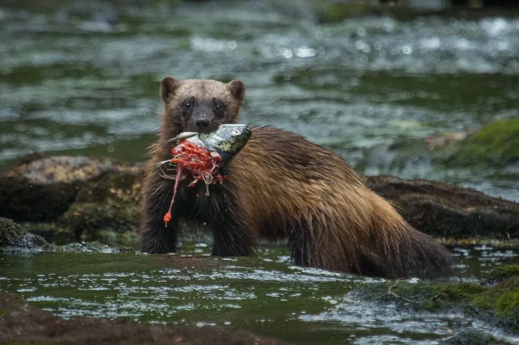 Spirit Bear Lodge