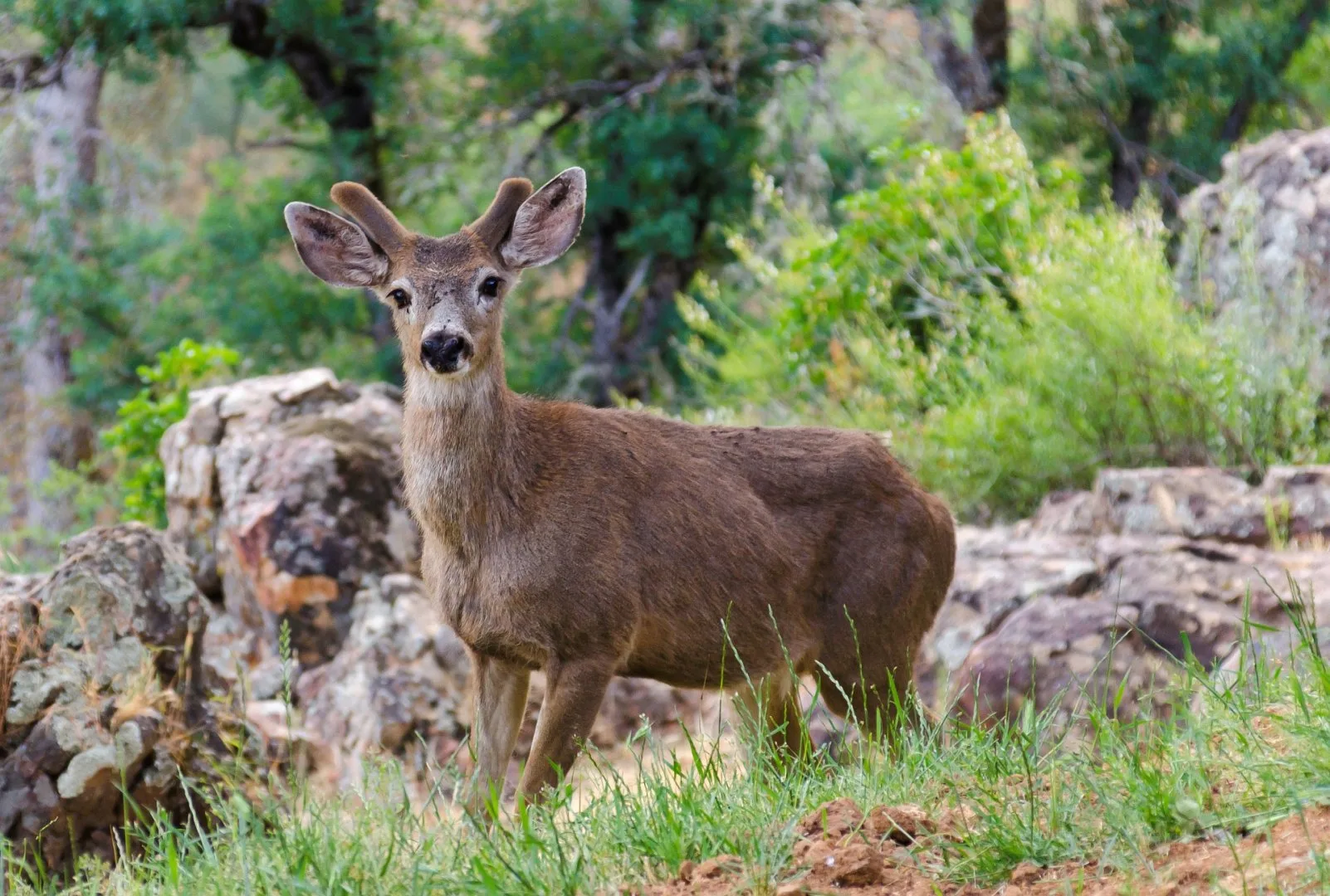 Fauna selvatica nel parco nazionale di Yosemite