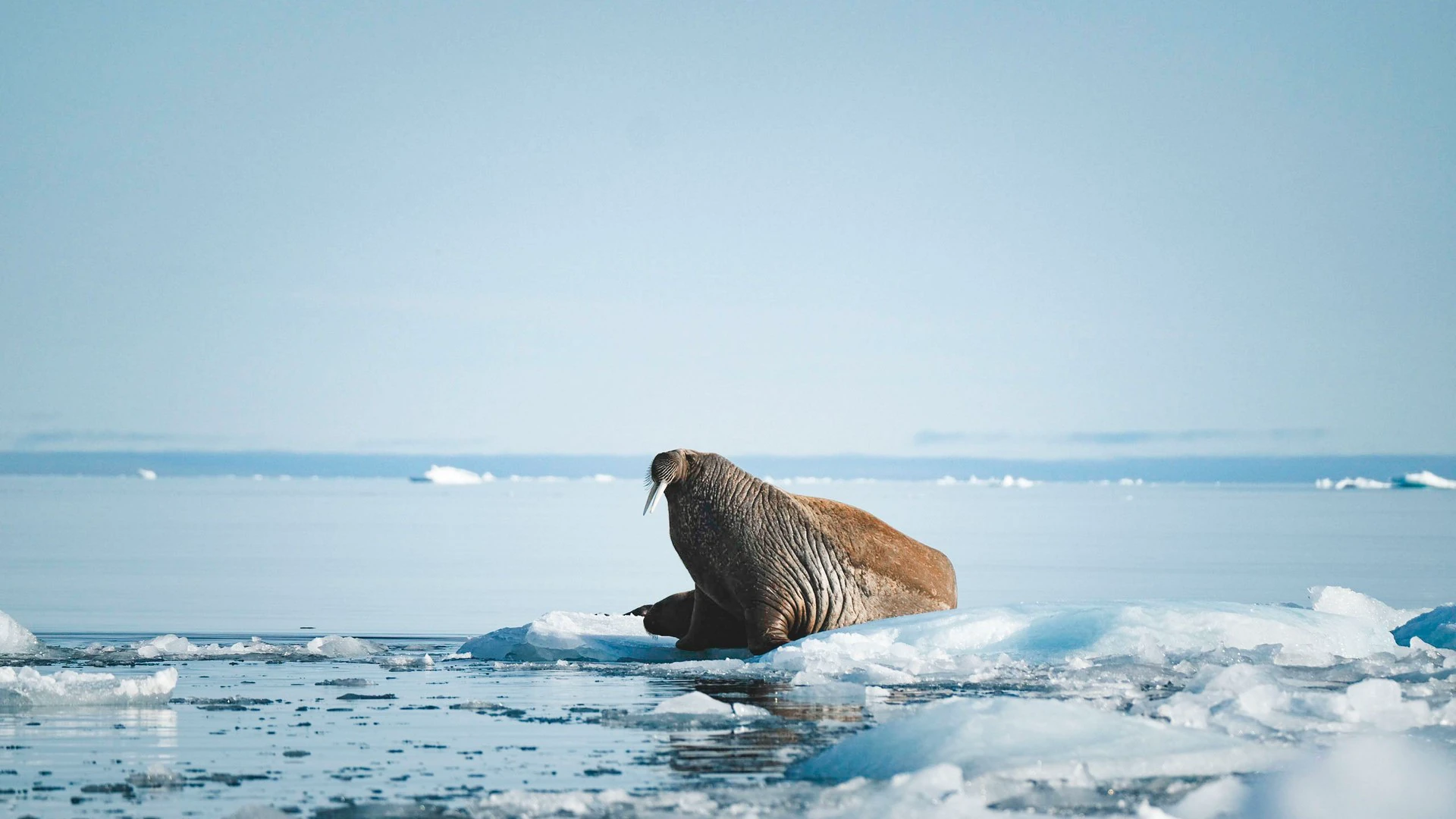 Isole Svalbard