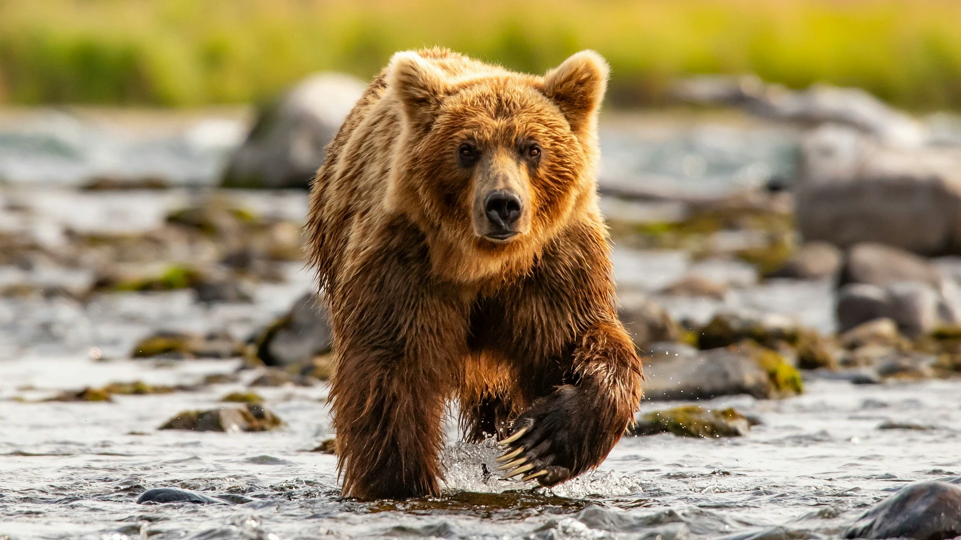 Alaska
