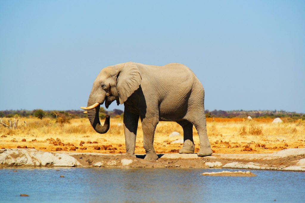 Africa