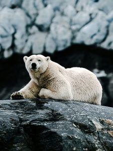 Isole Svalbard